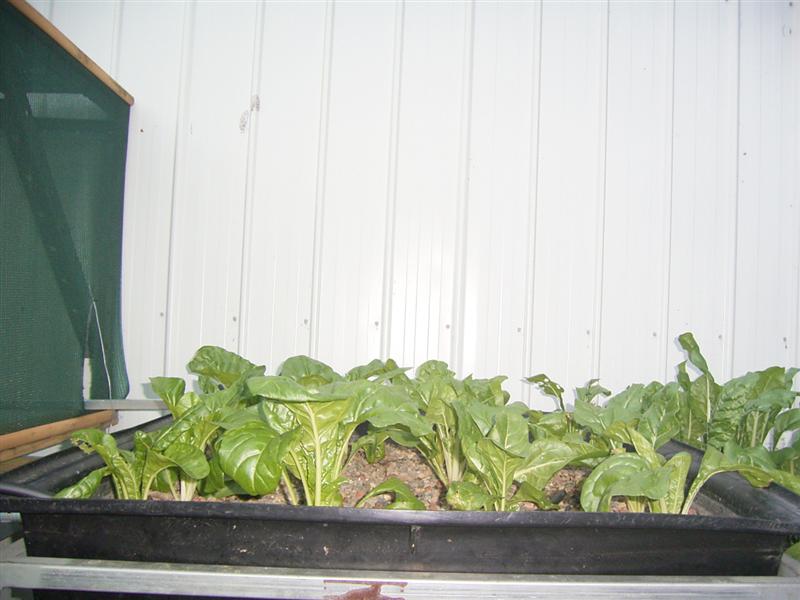 Growing Platform - 26 Jan 07 002 (Medium).jpg