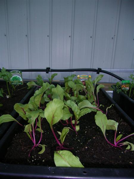 Growing Platform - 26 Jan 07 004 (Medium).jpg