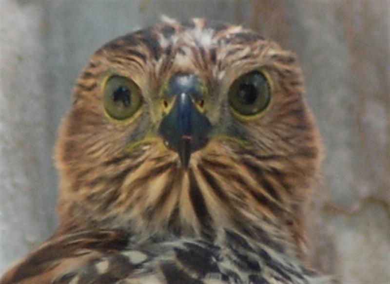 DSC_0049 1 (Medium) (2).JPG