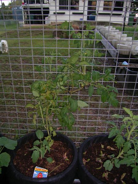 Growing Platform - 26 Jan 07 006 (Medium).jpg