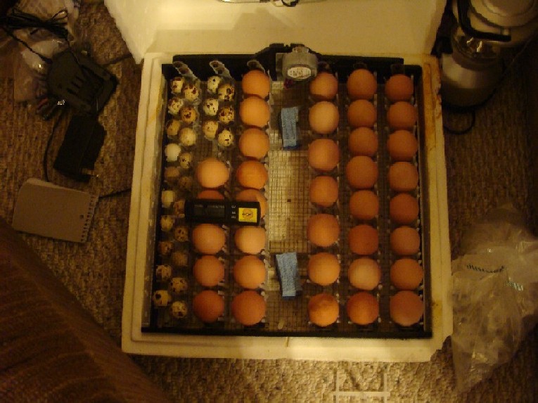 quail and chicken eggs.JPG