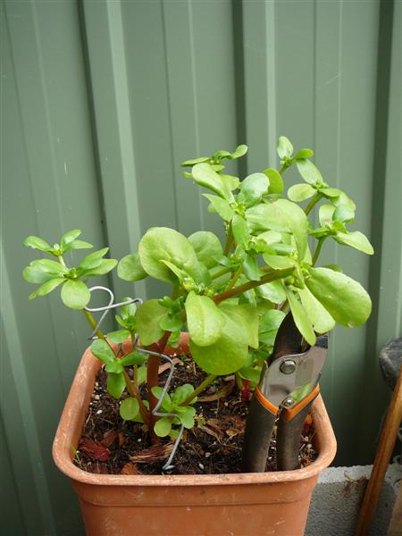 BYA 2 016 (Medium).jpg