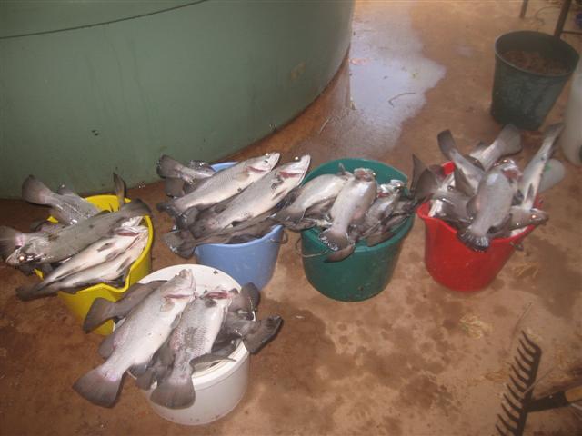 dead barra 003 (Small).jpg