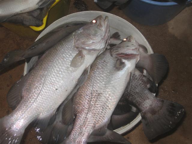 dead barra 004 (Small).jpg