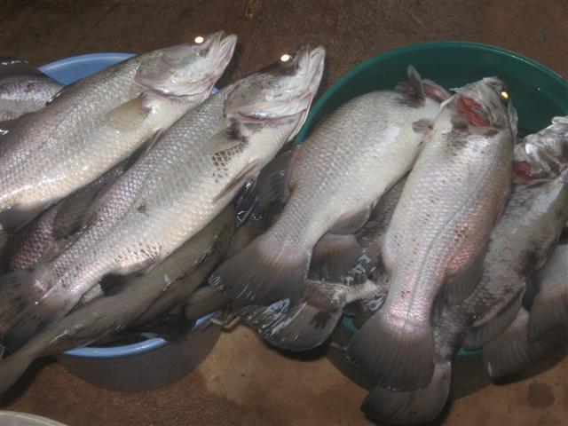 dead barra 005 (Small).jpg