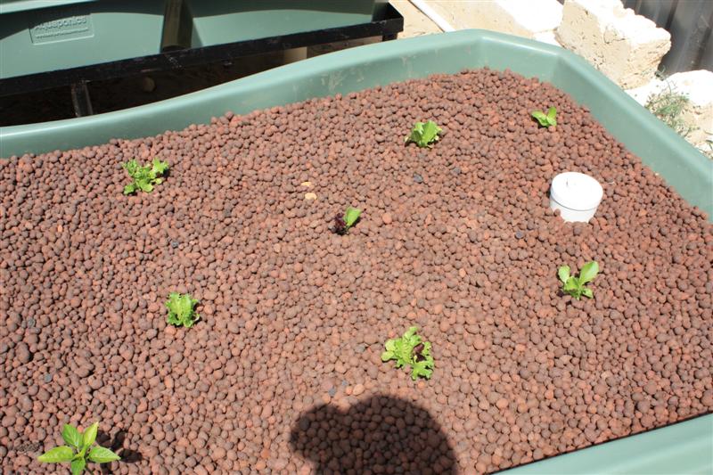 GB2 1 week growth 20-12-09.jpg