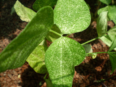 Leaf pest 1A.jpg