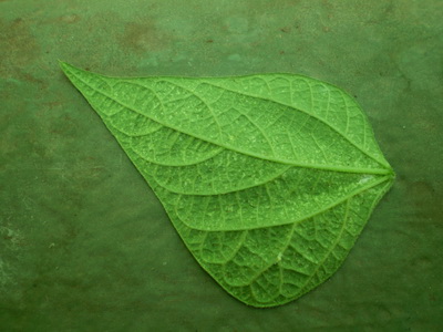 Leaf pest 6A.jpg