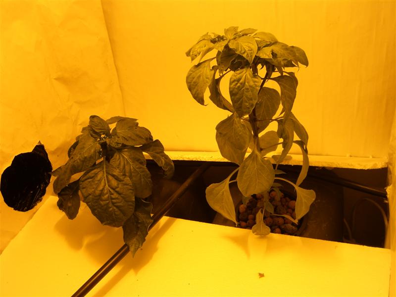 ChilliCapsicum2weekson (Medium).JPG