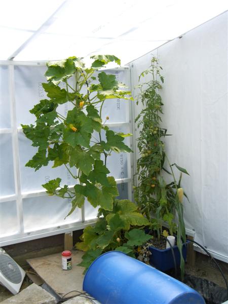 Triffids1weeklater (Medium).JPG