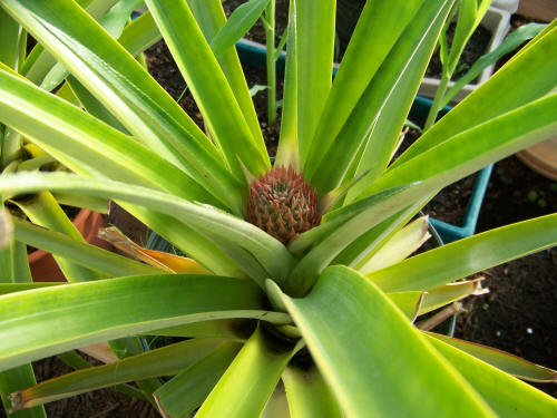 pineapple 2-4-09.jpg