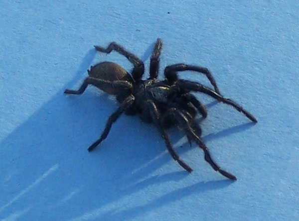 Spider2.JPG