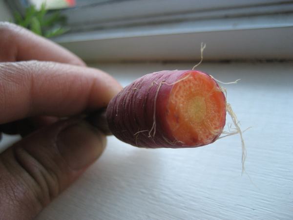 inside_carrot_resize_1.jpg