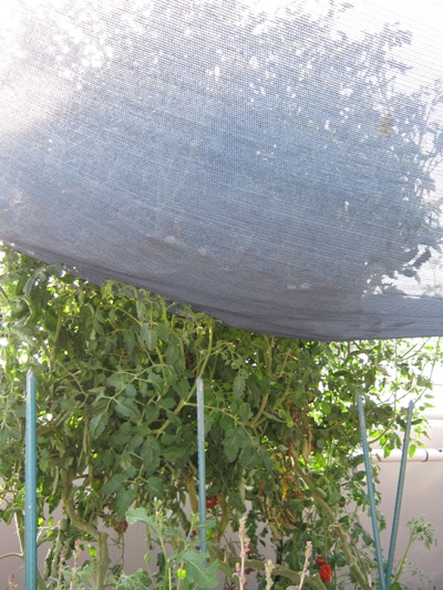 overgrown tomatoes.jpg