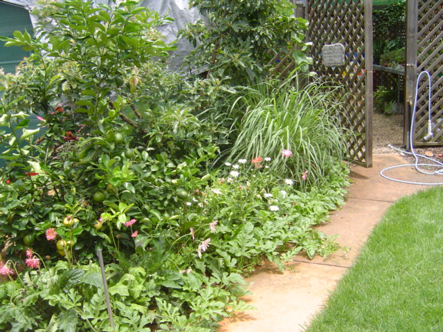 AP Watermelon along path.JPG