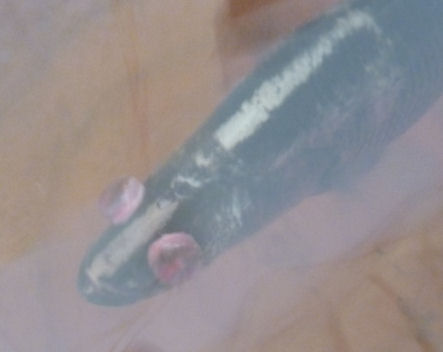 Bulging eyes 8 jan 10.JPG