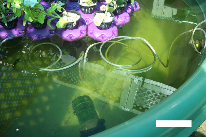 Silvers tank 8 jan 10.JPG