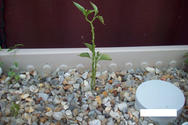Capsicum dropping its leaves.JPG