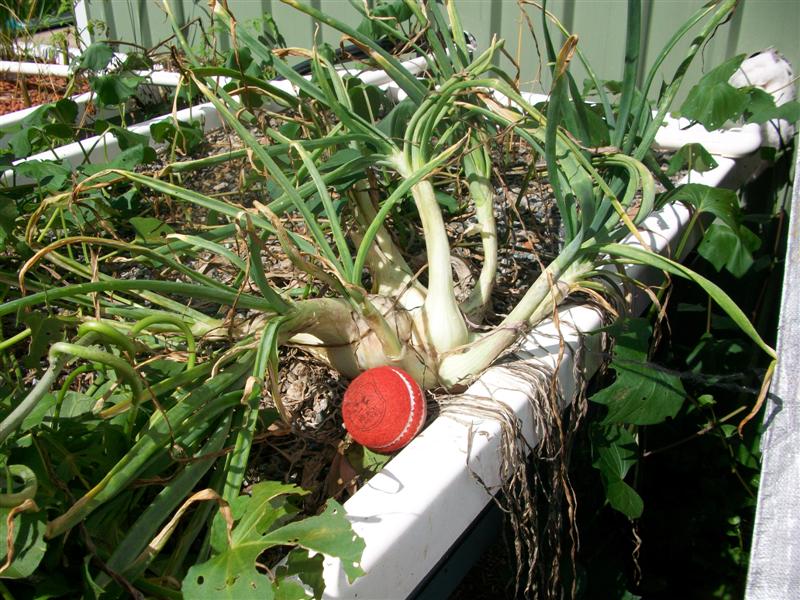 100_0694 (Medium).JPG