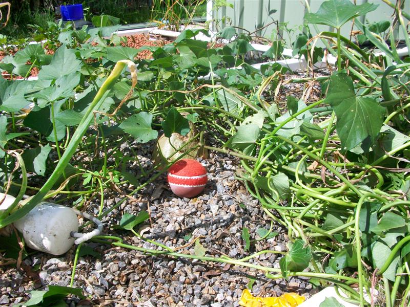 100_0693 (Medium).JPG