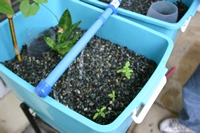 tn_tomotatoes sprout in aquaponic.JPG