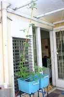 tn_first system bean.JPG