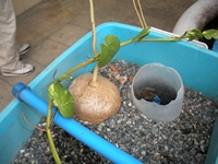 tn_Singkamas in flood and drain test system Manila.JPG