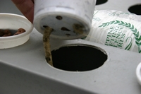 tn_first roots in NFT.JPG