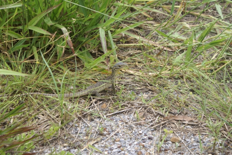 Neighbours Goanna (alligator) Close Up.jpg