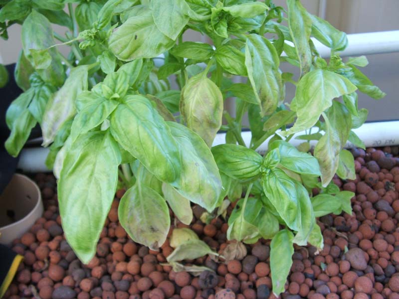 Basil.JPG