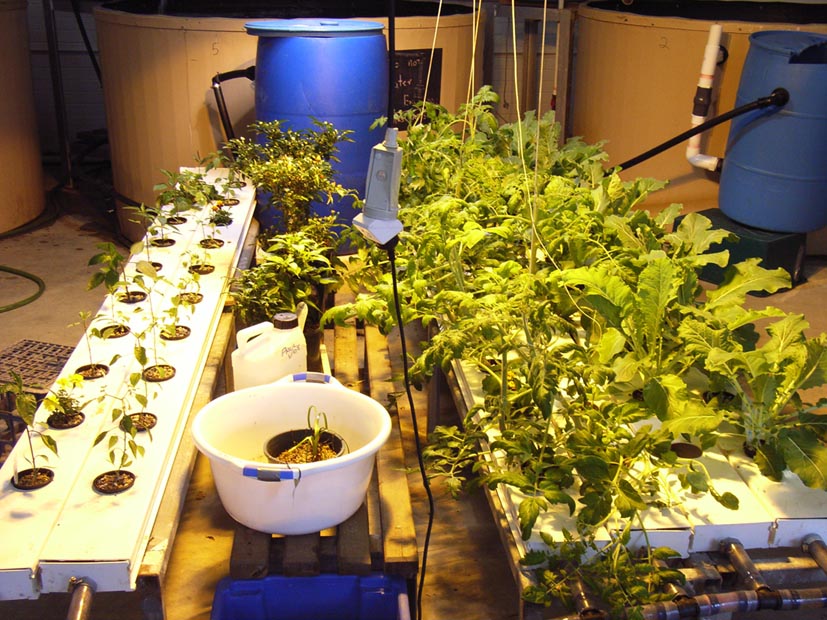 Plants below tank.jpg