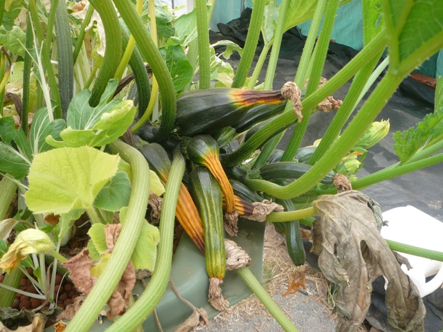 shrivelled zucchinis 001.jpg