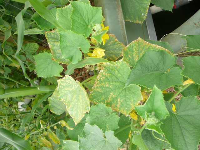 shrivelled zucchinis 002.jpg