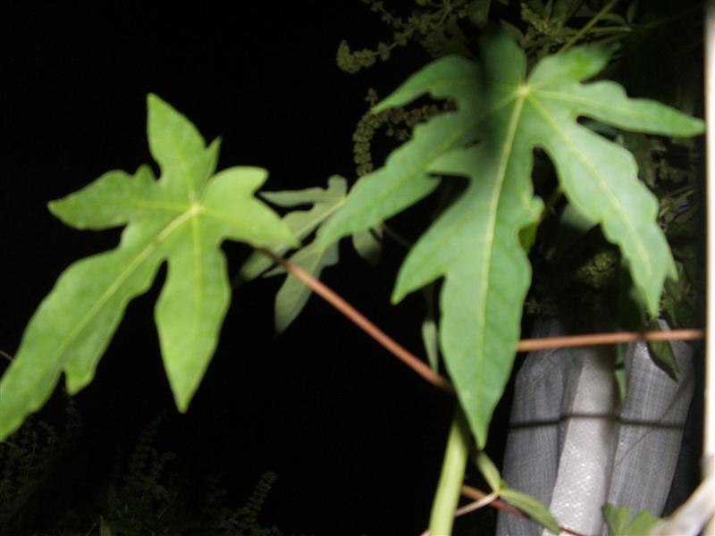 DSCF3558 (Medium).JPG