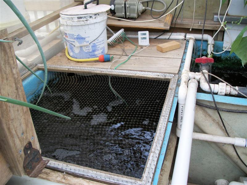 aquaponics 002 (Medium).jpg