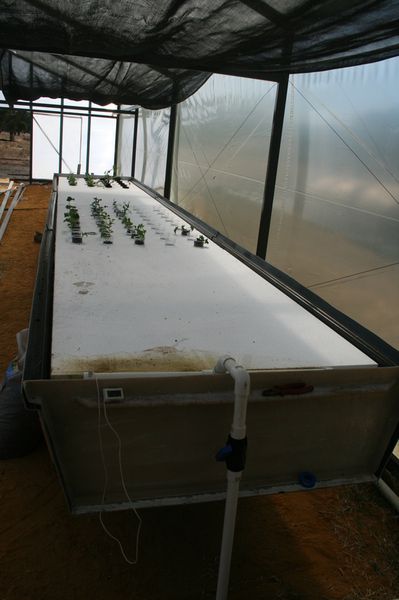 DWC growbed 001.jpg