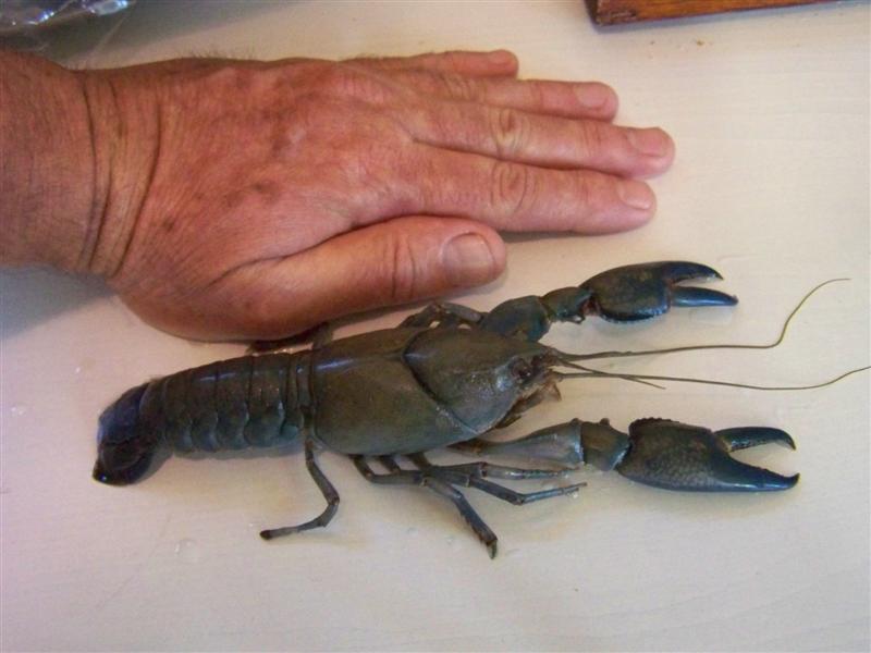 100_3454 (Medium).JPG