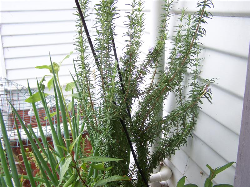 100_4268 (Medium).JPG