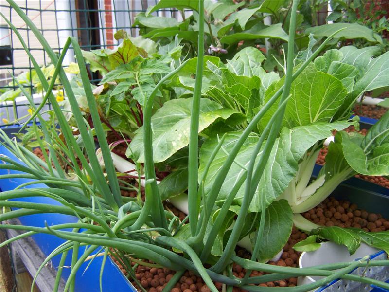 100_4271 (Medium).JPG