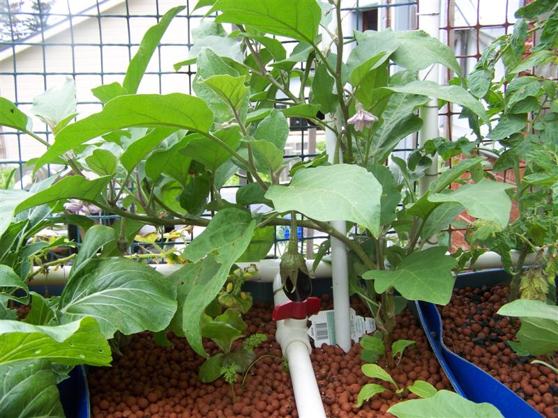 100_4272 (Medium).JPG