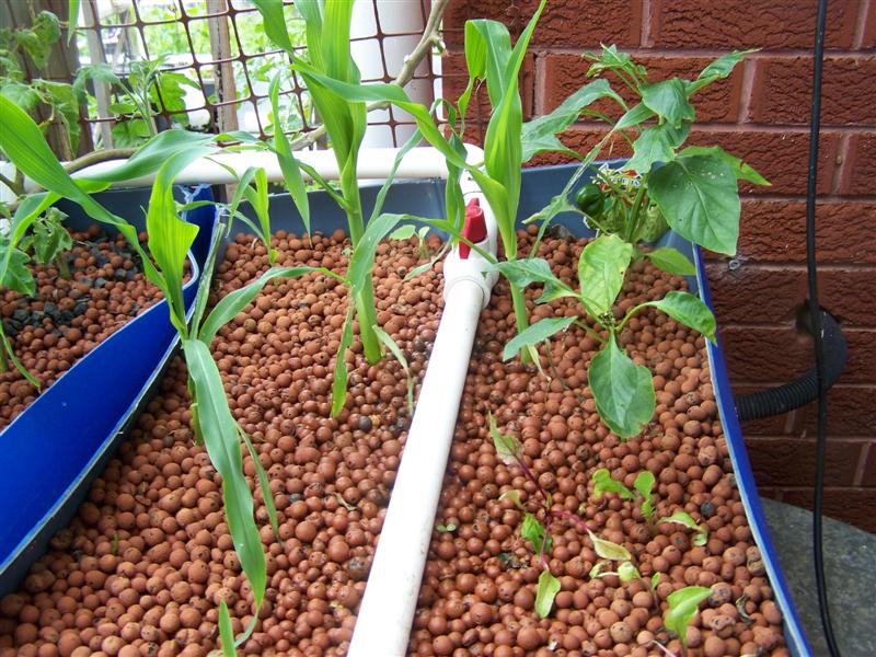 100_4274 (Medium).JPG