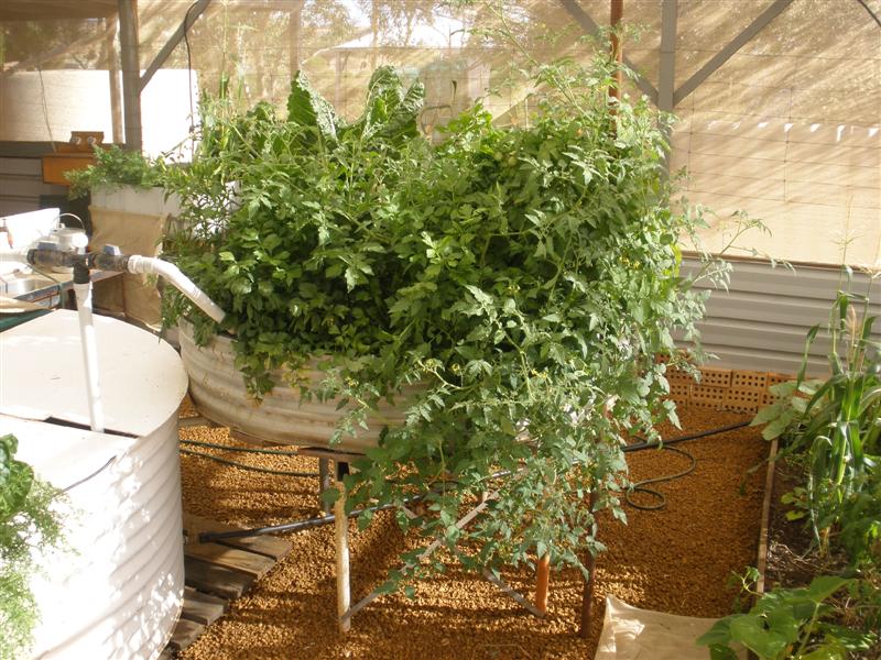 P1151145 (Medium).JPG