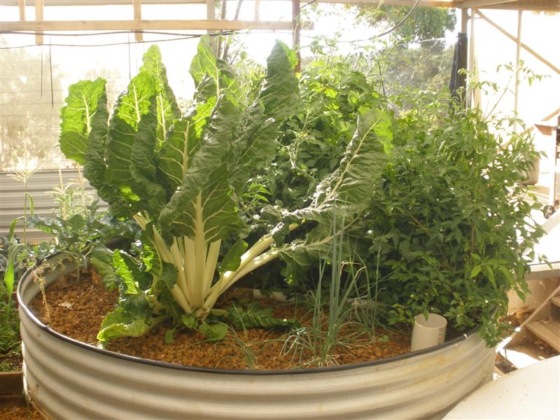 P1151148 (Medium).JPG