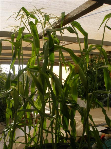 corn.JPG