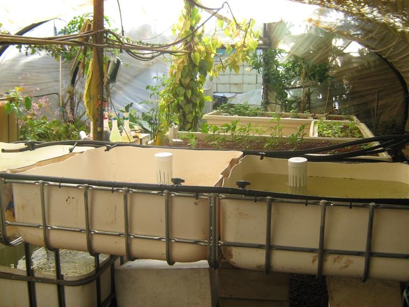 Our Aquaponics System 022 (Medium).jpg