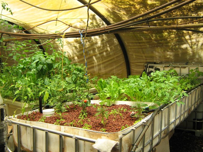 Our Aquaponics System 031 (Medium).jpg
