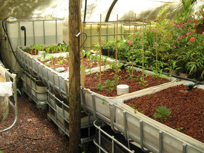 Our Aquaponics System 032 (Medium).jpg