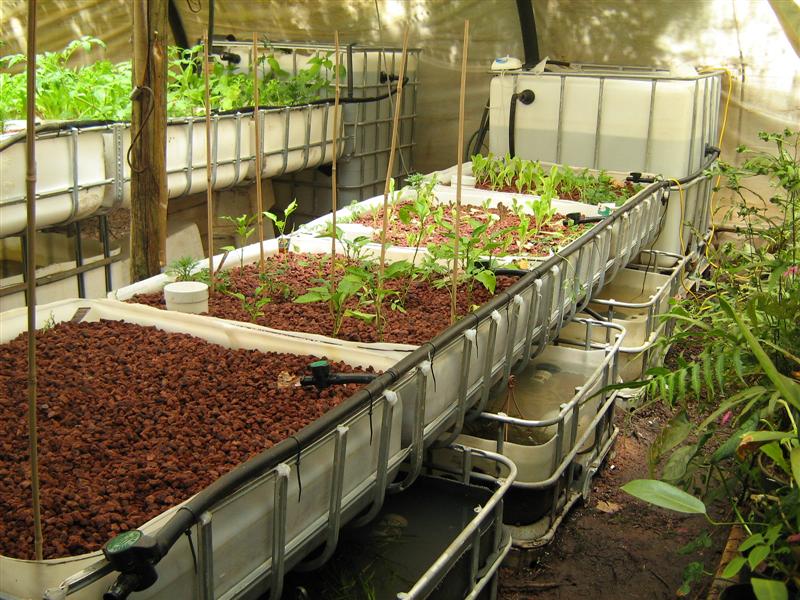 Our Aquaponics System 033 (Medium).jpg