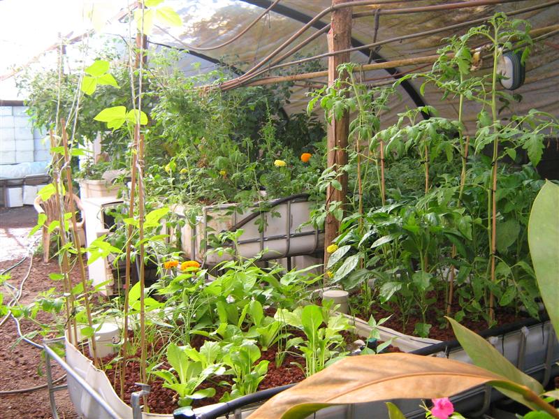 Our Aquaponics System 043 (Medium).jpg