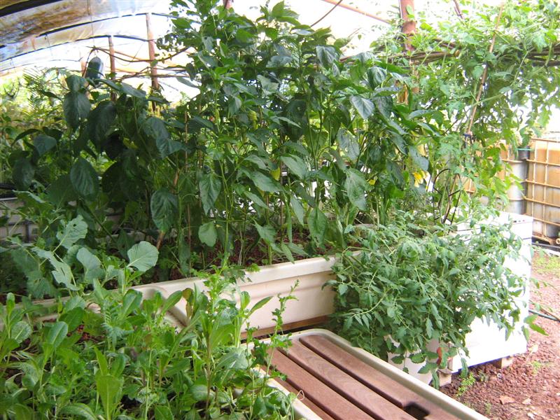 Our Aquaponics System 044 (Medium).jpg